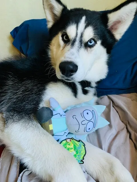 Lost dog in Hayward, CA, 94541