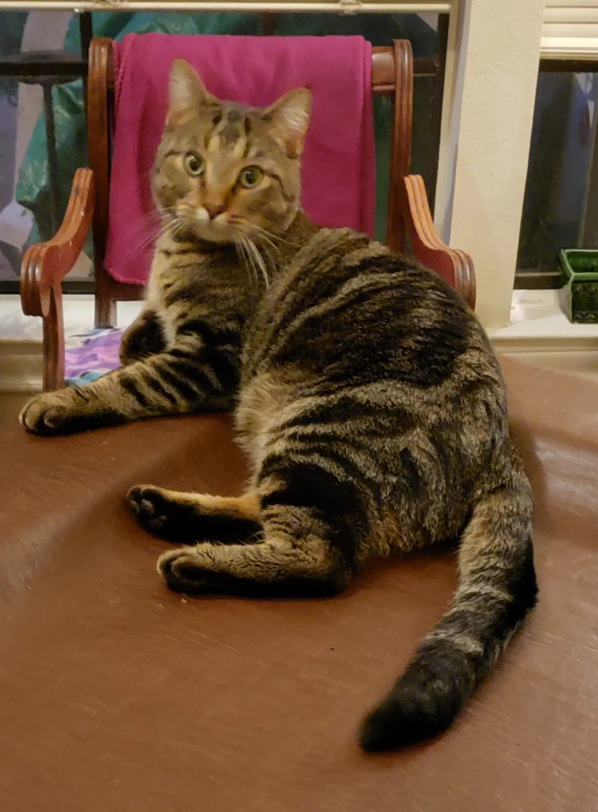 Lost cat in Fort Worth, TX, 76103