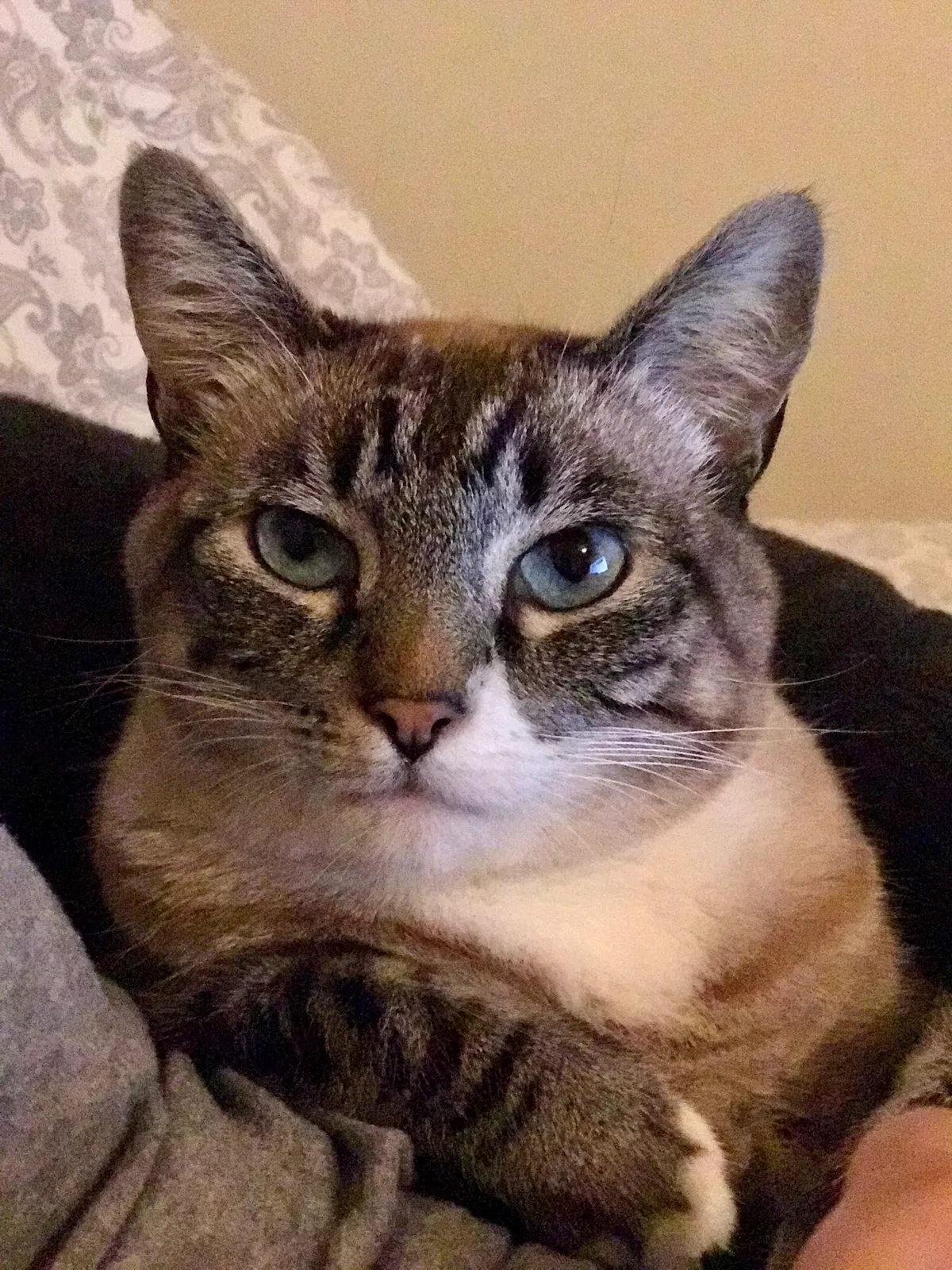 Lost cat in Fort Mill, SC, 29715