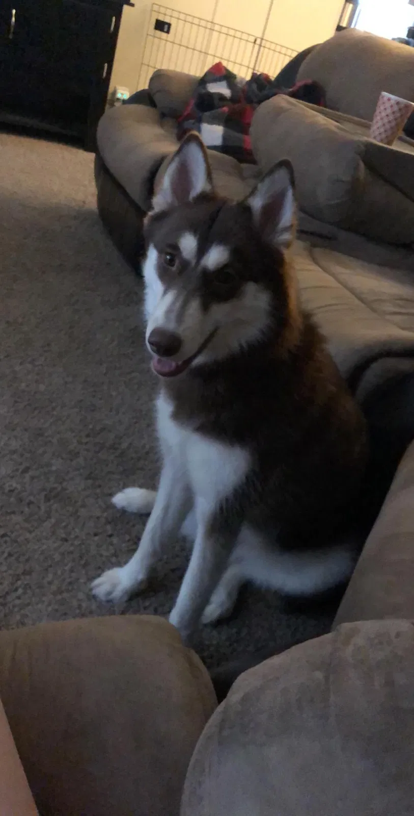Lost dog in Toledo, OH, 43613