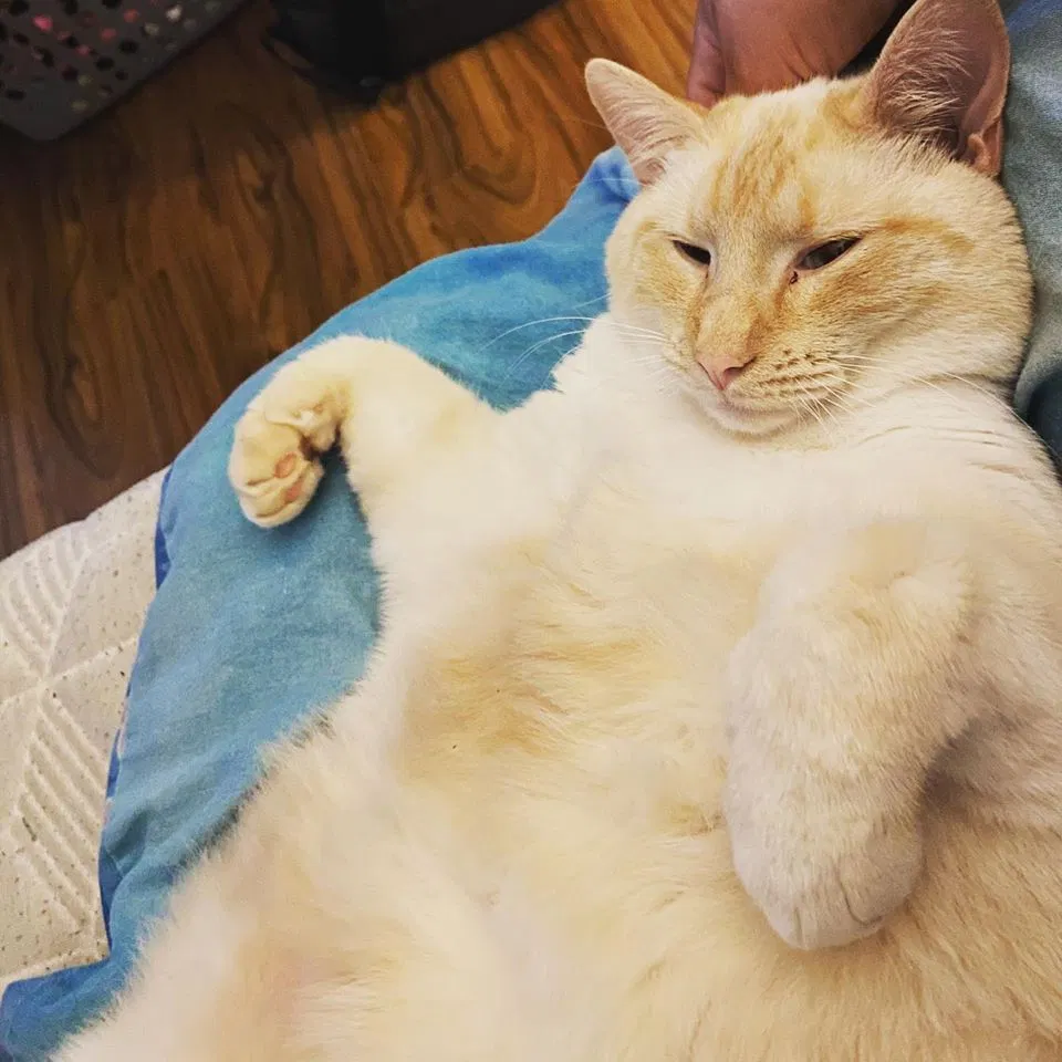 Lost cat in Louisville, TN, 37777