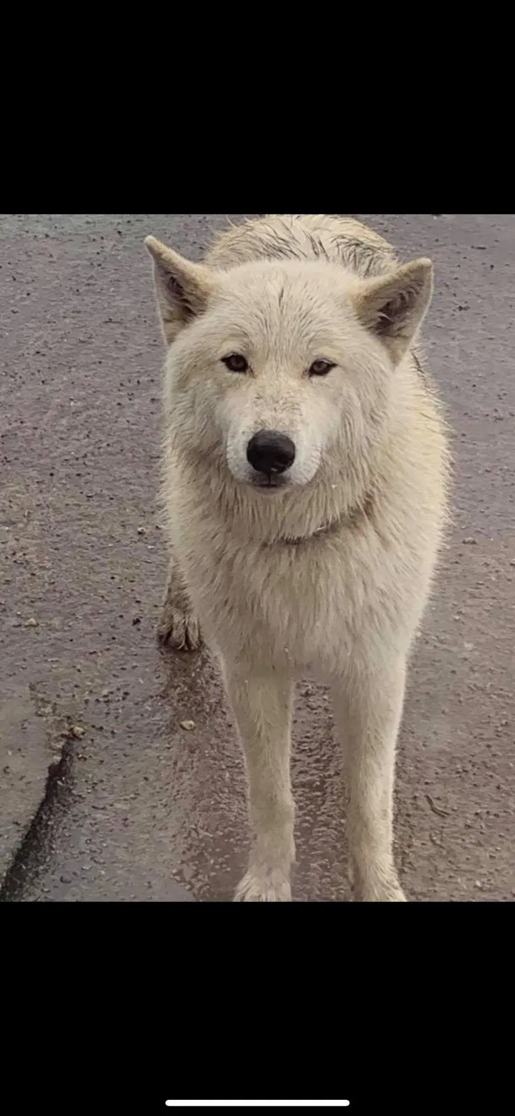 Lost dog in Fort Payne, AL, 35967