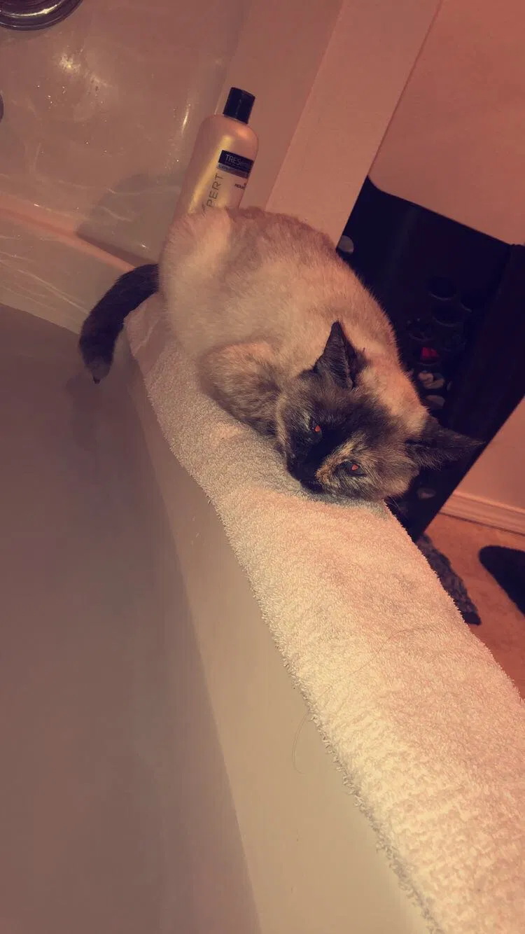 Lost cat in Spokane, WA, 99223