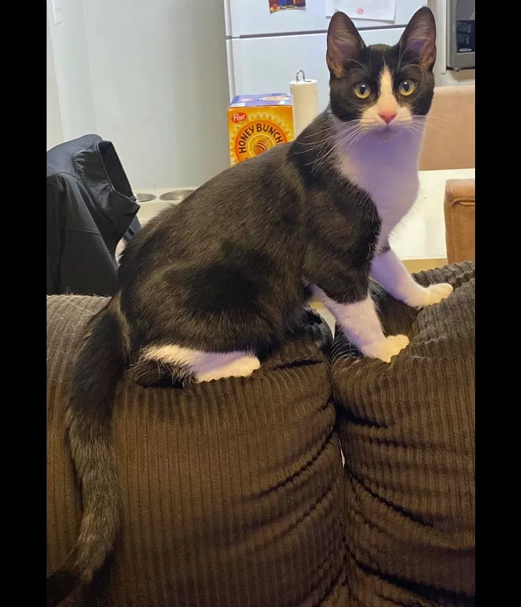 Lost cat in Brownsville, TX, 78520