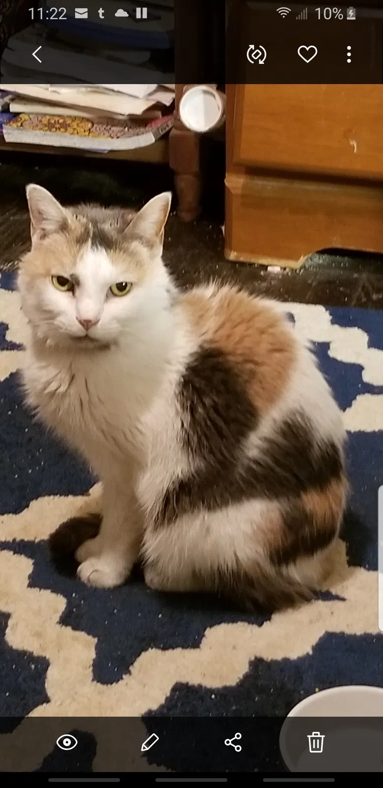 Lost cat in Huntsville, AL, 35810