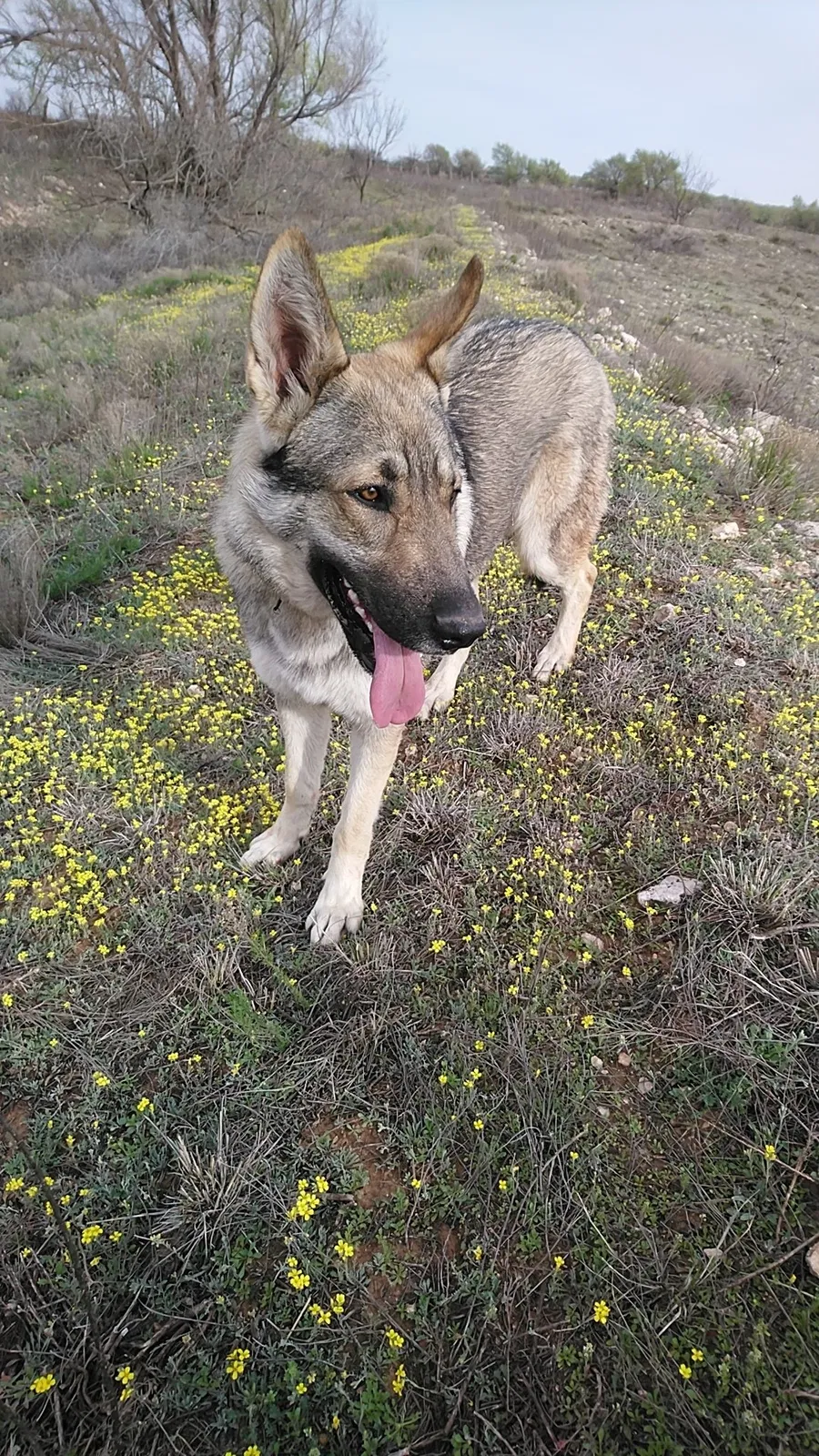 Lost dog in Lubbock, TX, 79415