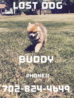 Lost dog in Las Vegas, NV, 89121
