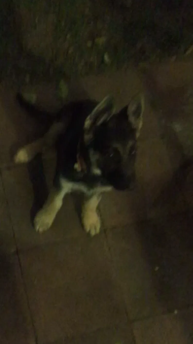 Lost dog in Downey, CA, 90242