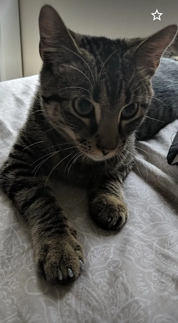 Lost cat in Justin, TX, 76247