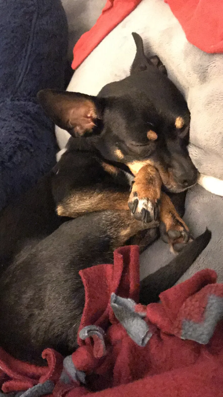 Lost dog in Long Beach, CA, 90813