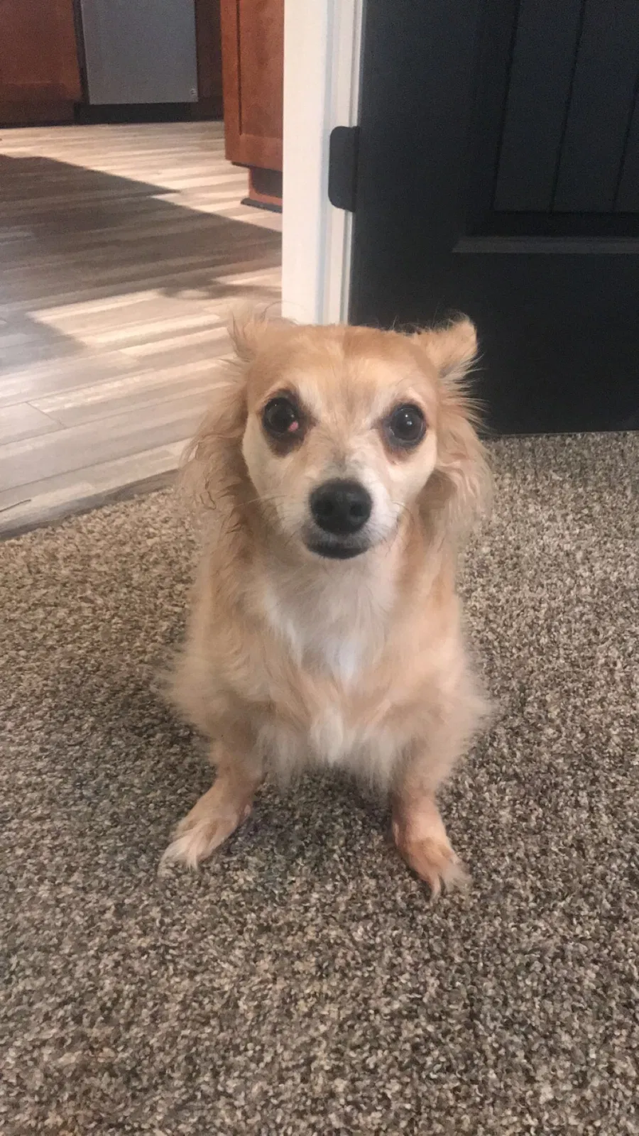 Lost dog in Douglasville, GA, 30135