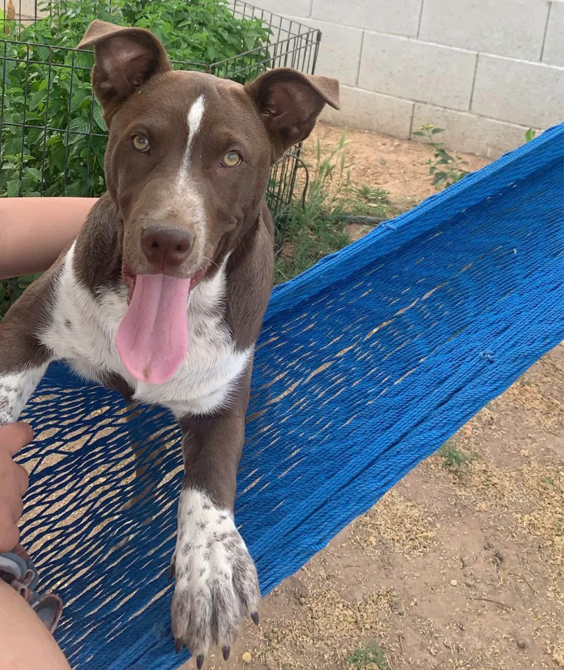 Lost dog in Mesa, AZ, 85204