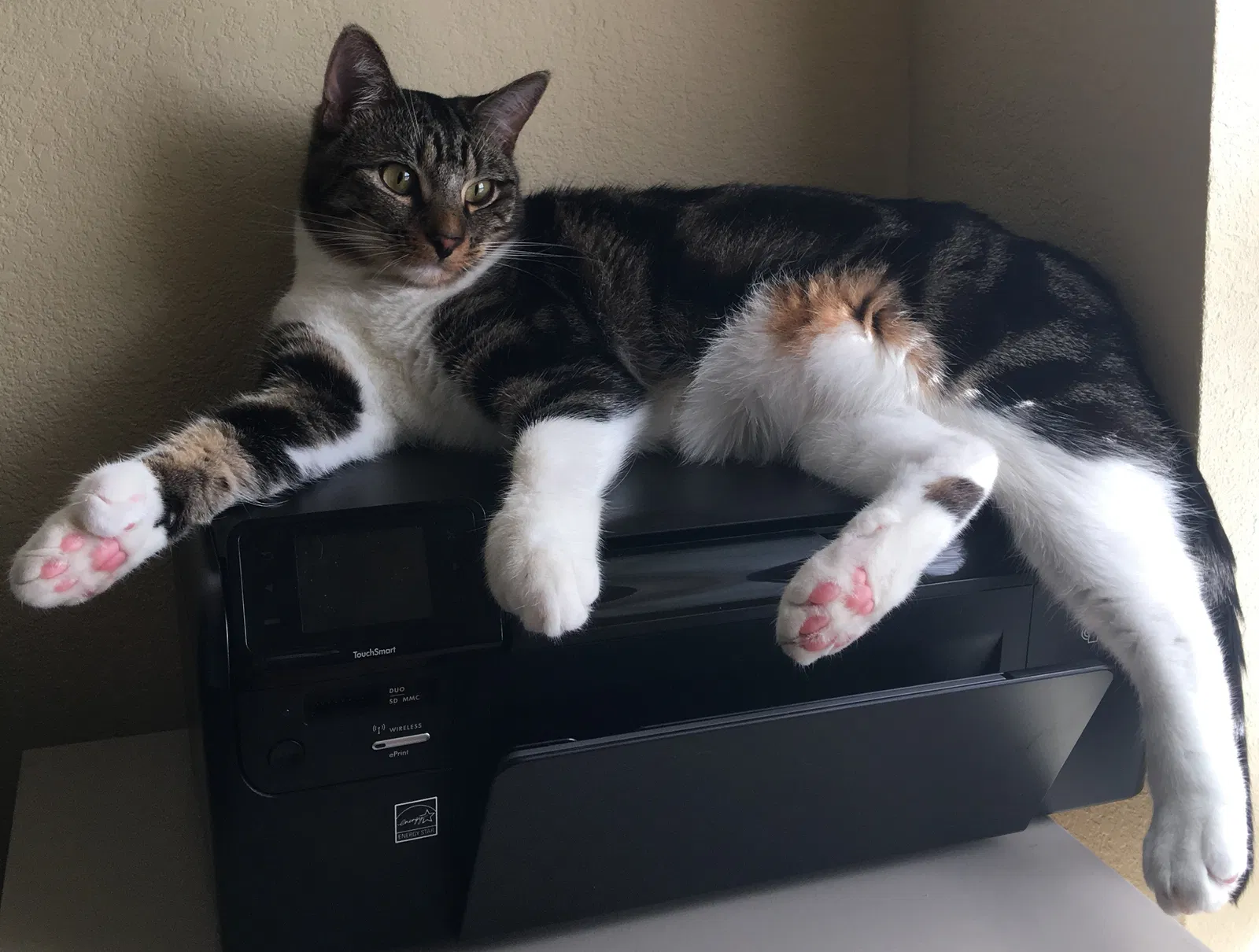 Lost cat in Lewisville, TX, 75077