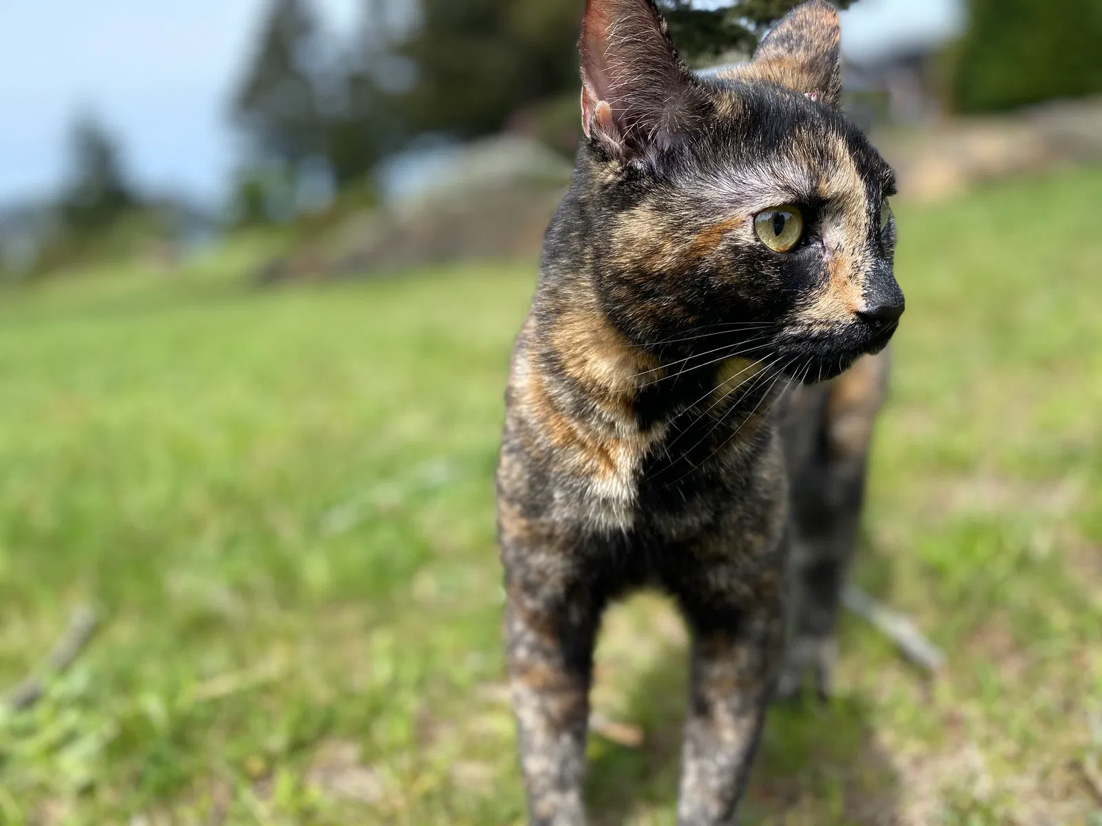 Lost cat in Aptos, CA, 95003