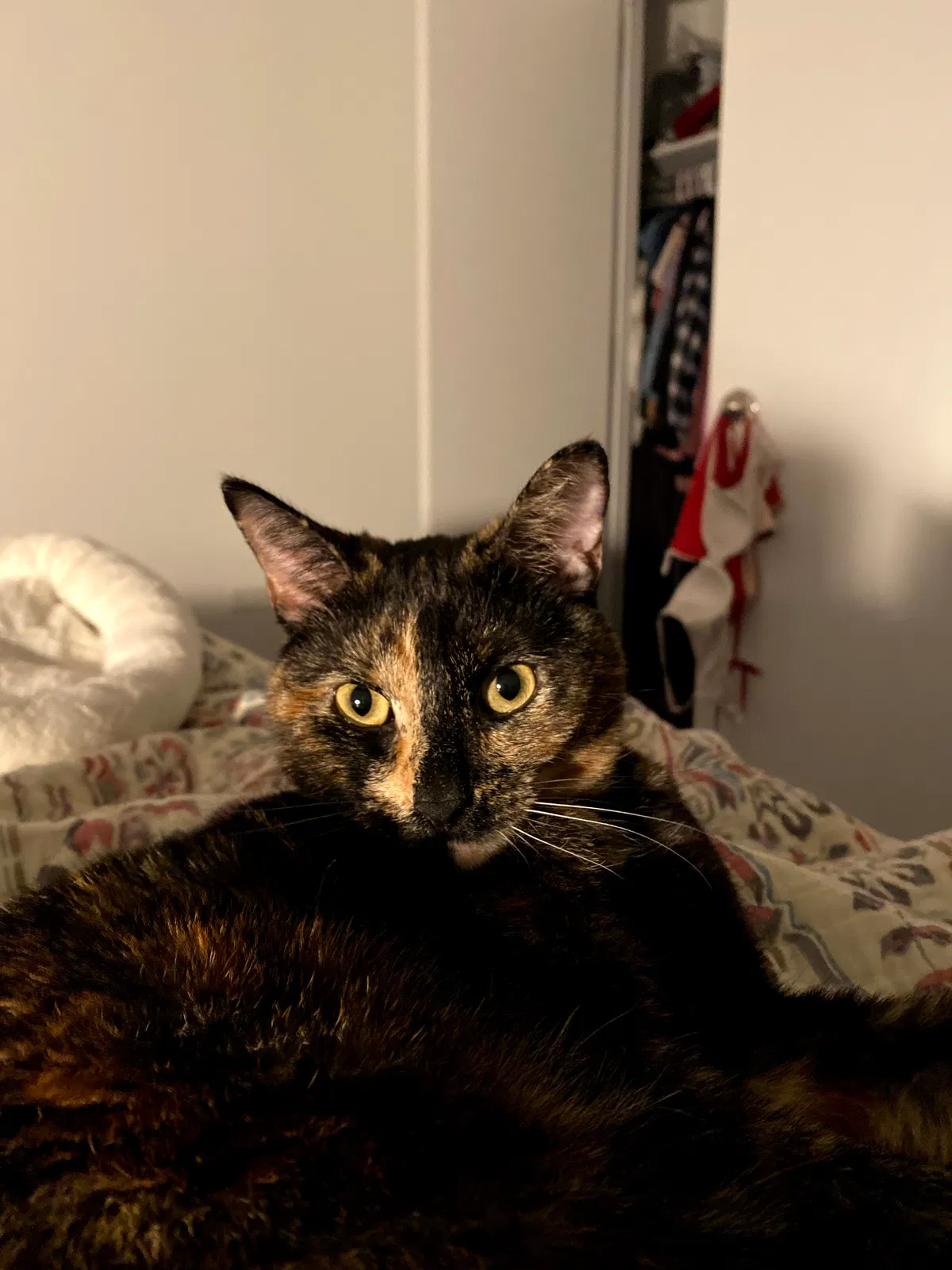 Lost cat in Redding, CA, 96003