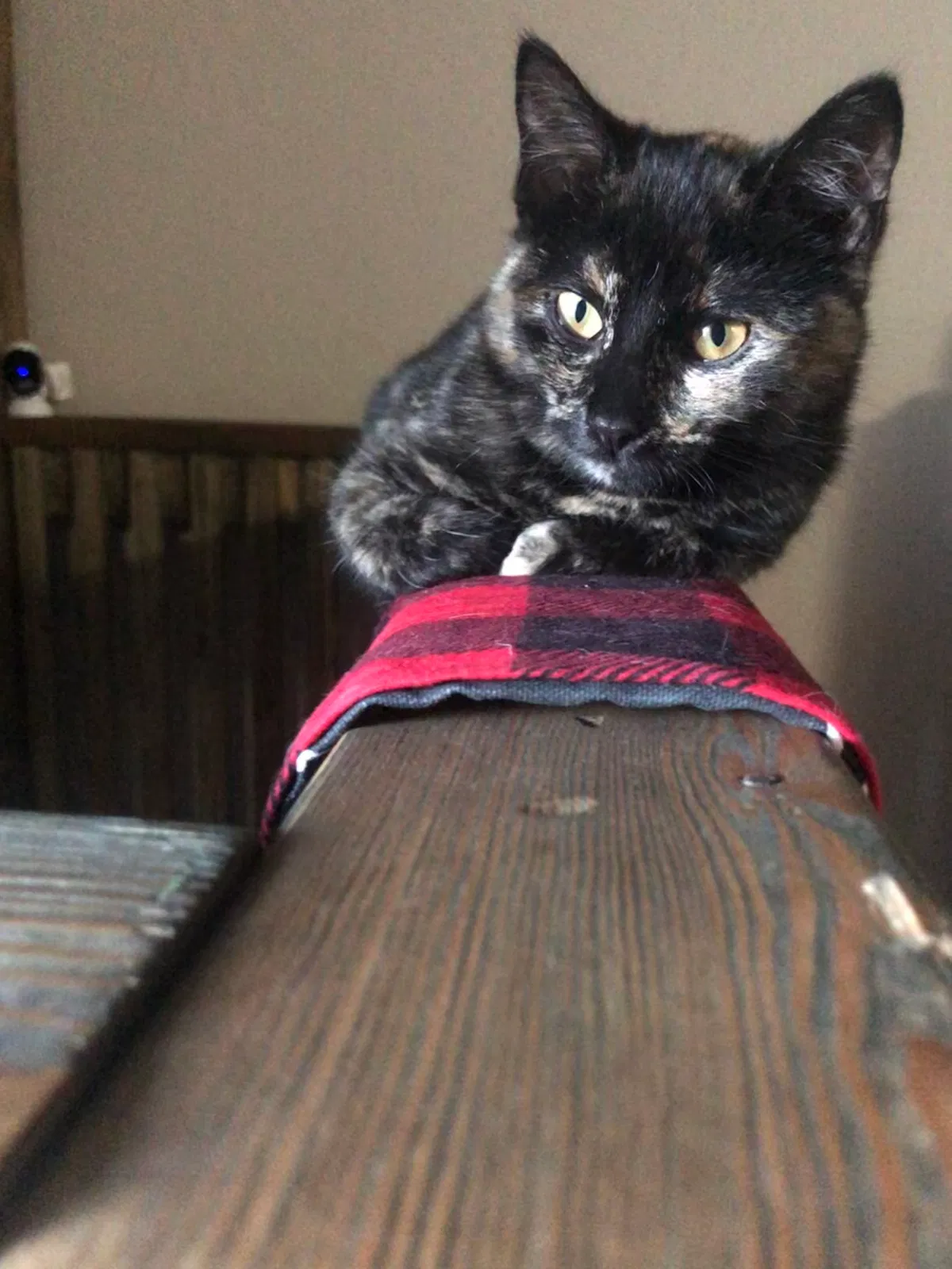 Lost cat in Castle Rock, CO, 80108