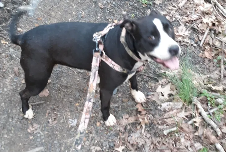 Lost dog in Tennyson, IN, 47637