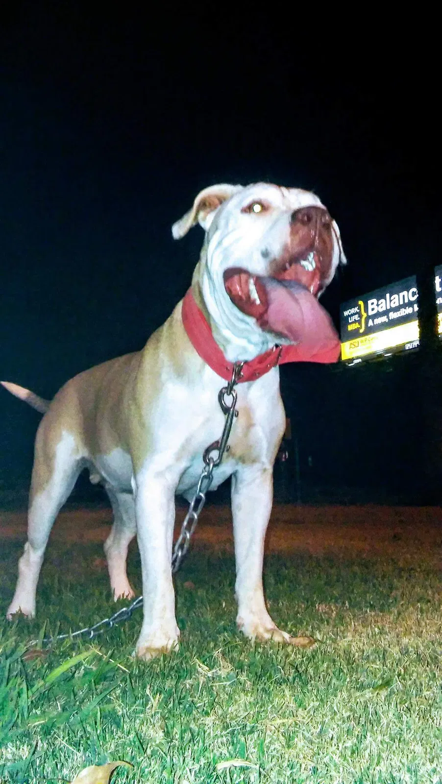 Lost dog in Phoenix, AZ, 85040