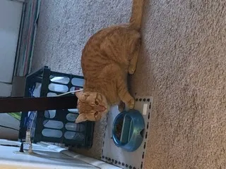 Lost cat in Missoula, MT, 59802