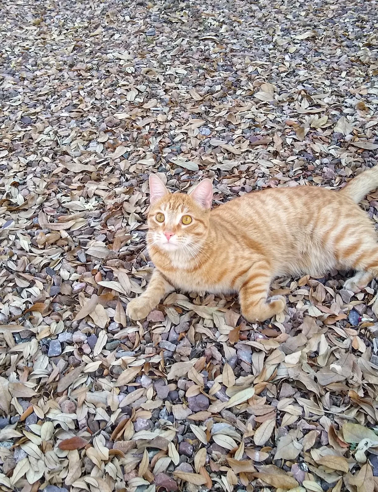 Found cat in Gilbert, AZ, 85297