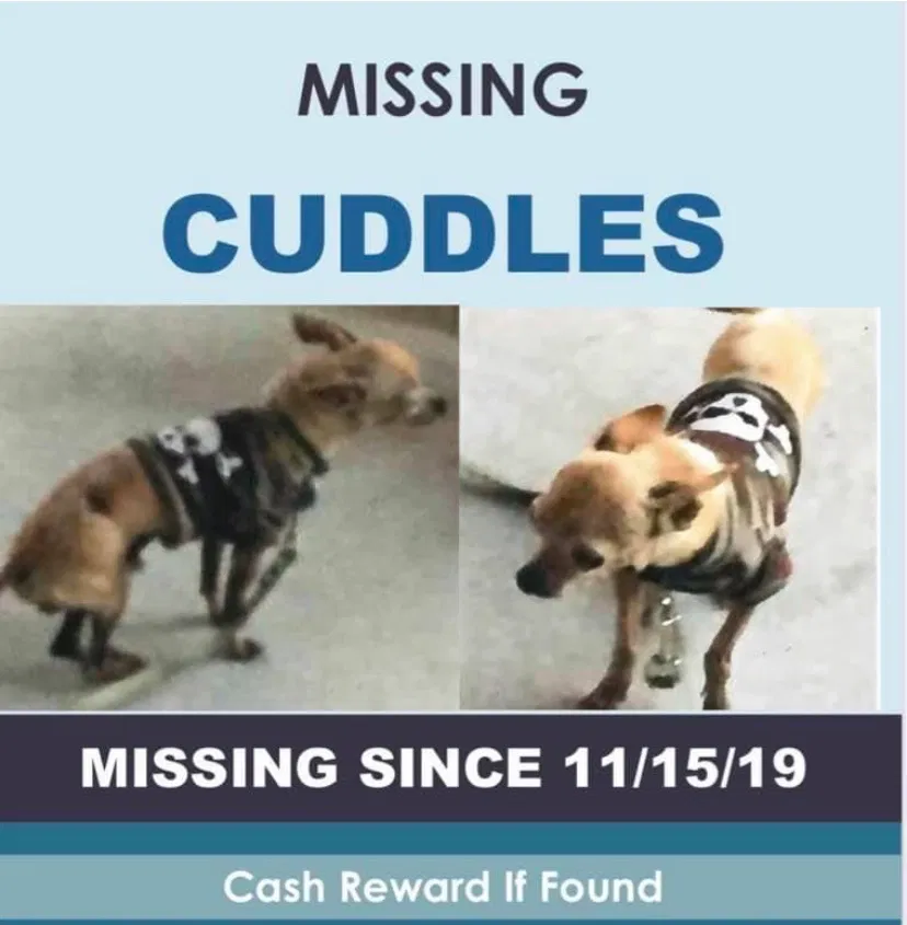 Lost dog in El Paso, TX, 79928