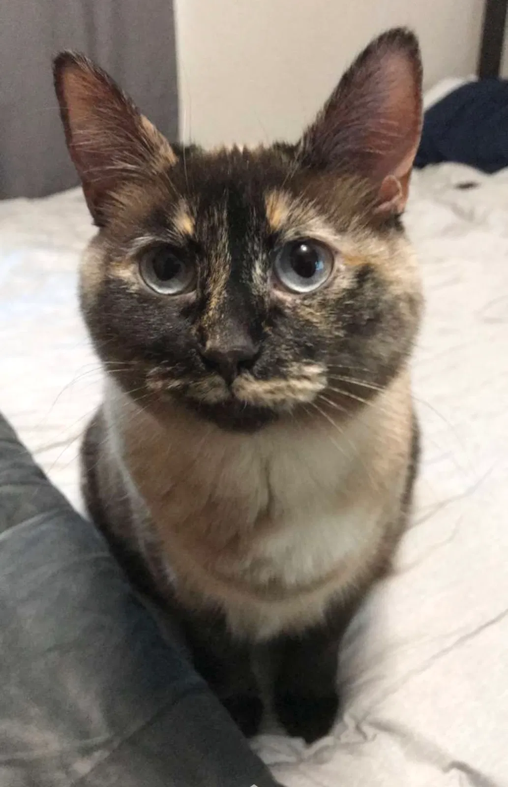 Lost cat in Absarokee, MT, 59001