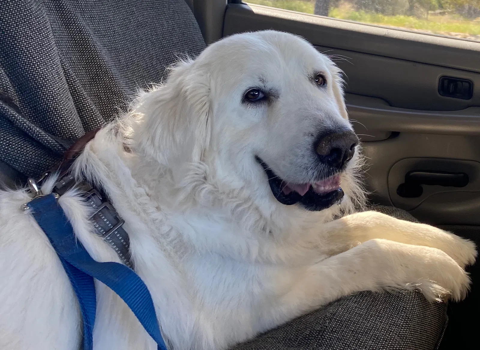 Lost dog in Los Angeles, CA, 90027