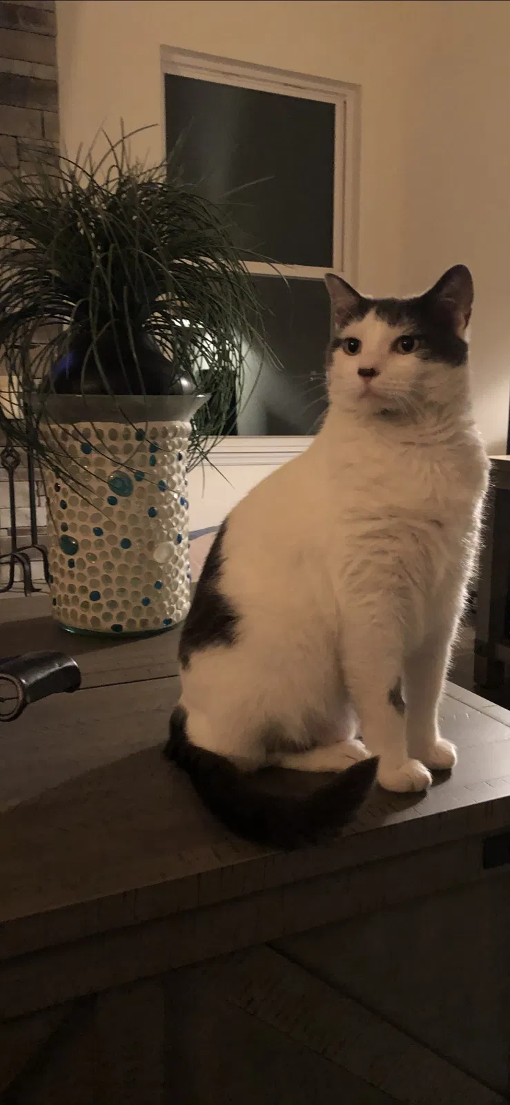 Lost cat in Saint Charles, MO, 63301