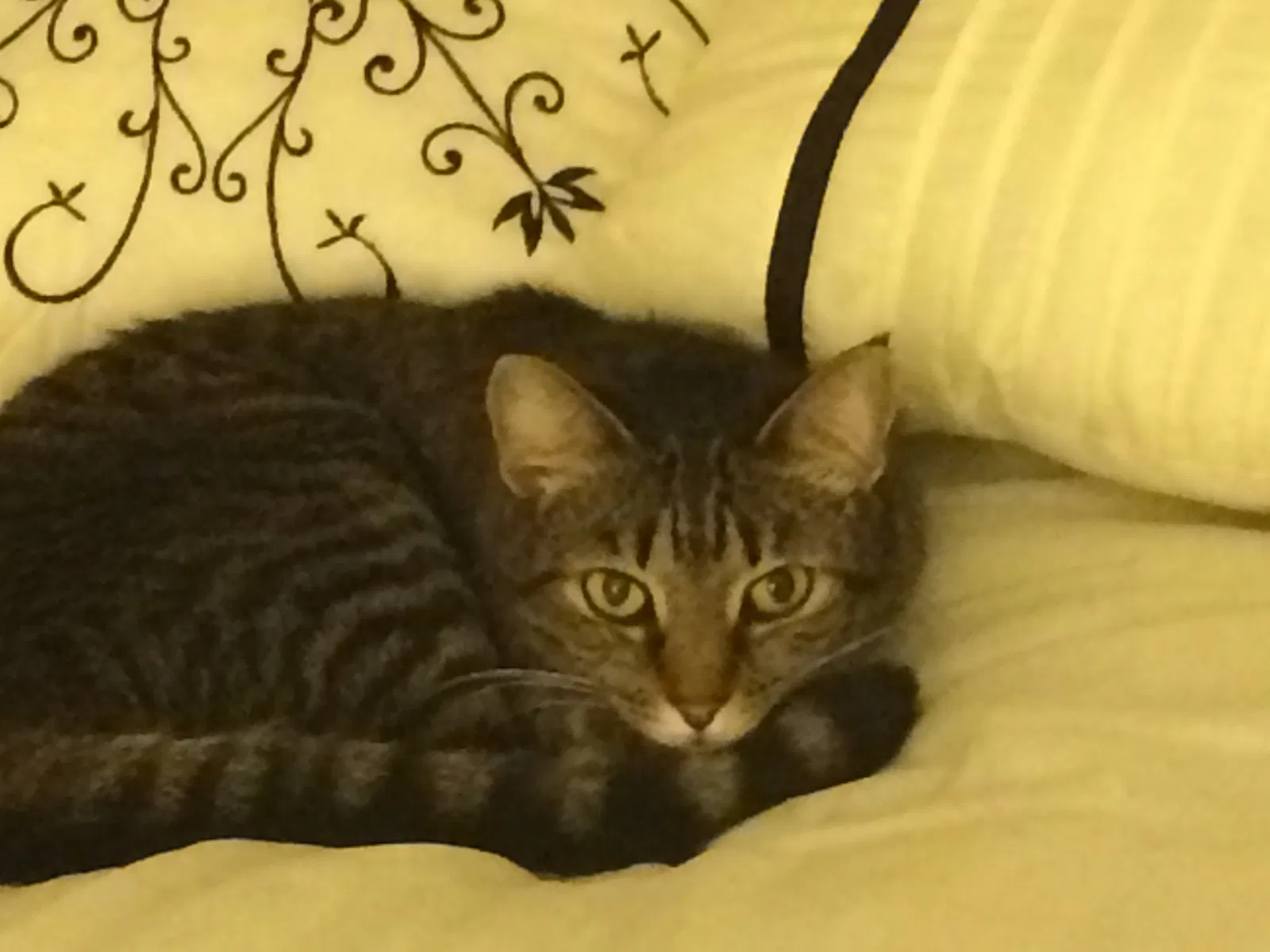 Lost cat in Charlotte, NC, 28278