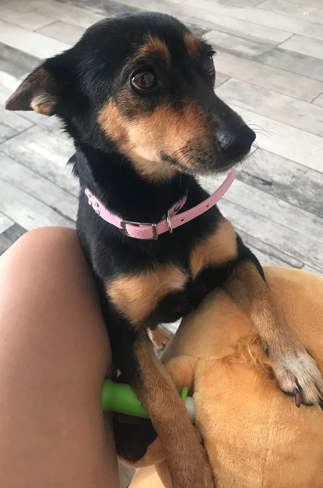 Lost dog in Mesa, AZ, 85206