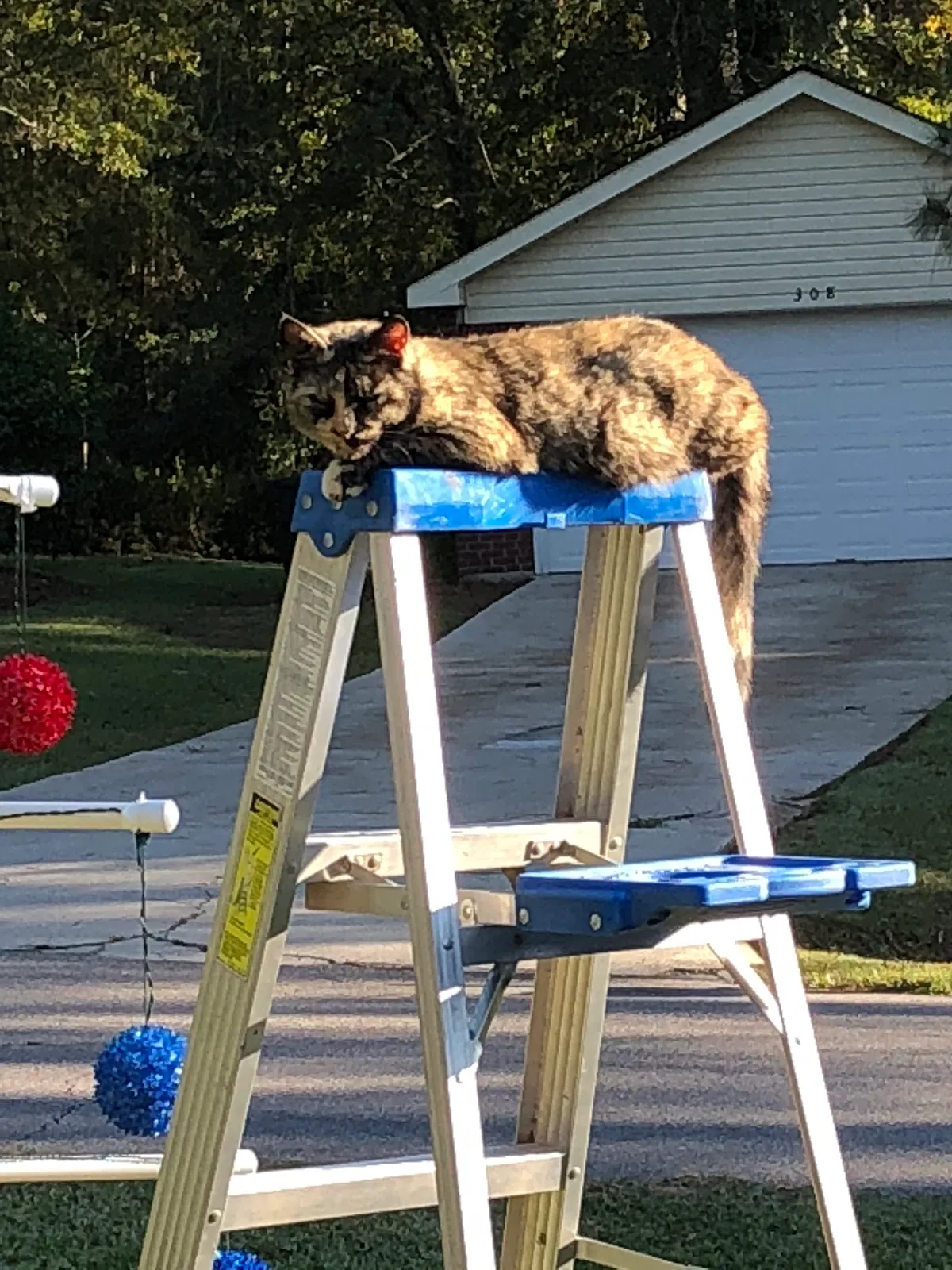 Lost cat in Hattiesburg, MS, 39402