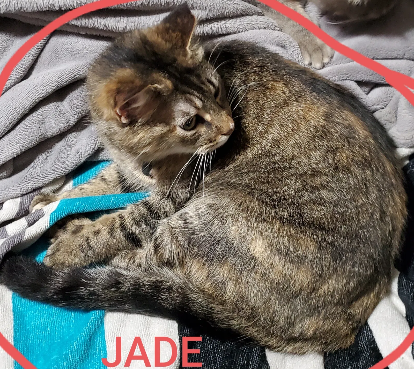 Lost cat in Broussard, LA, 70518