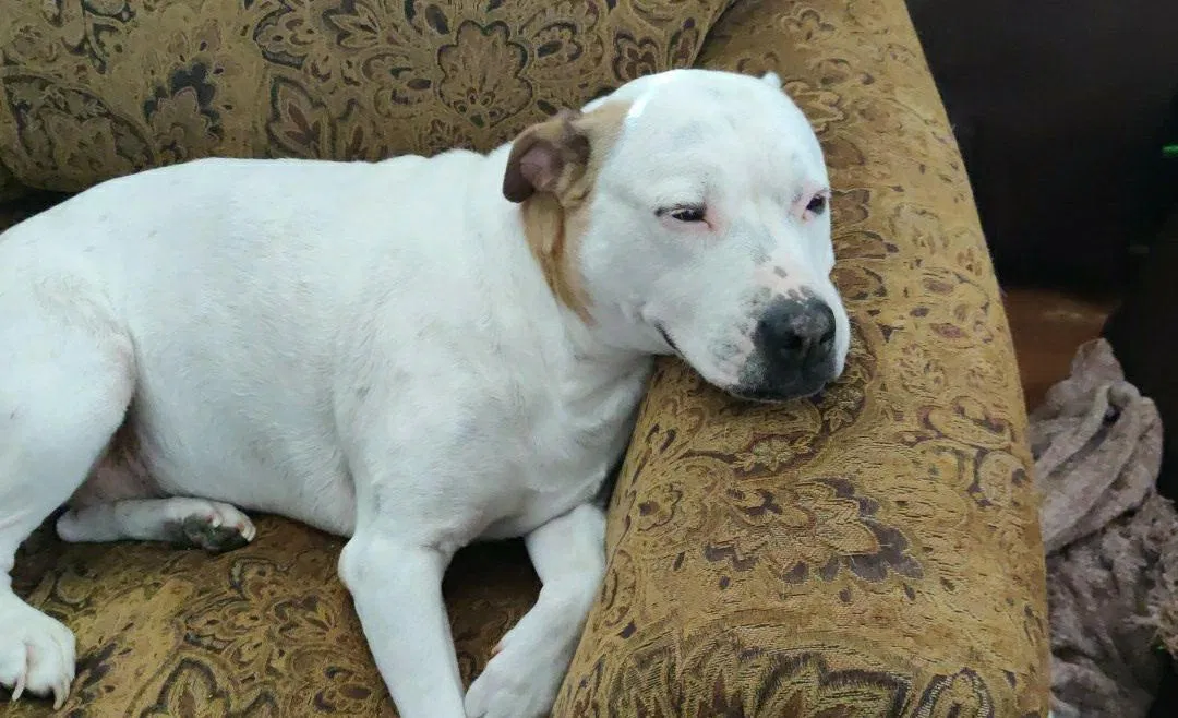 Lost dog in Boise, ID, 83706