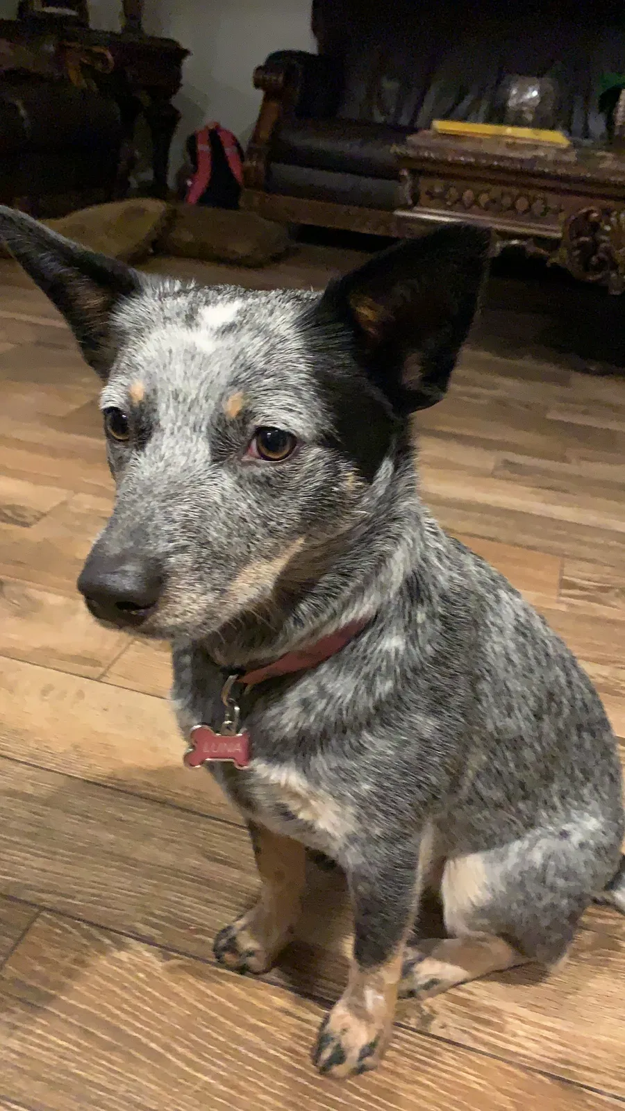 Lost dog in Mesa, AZ, 85203