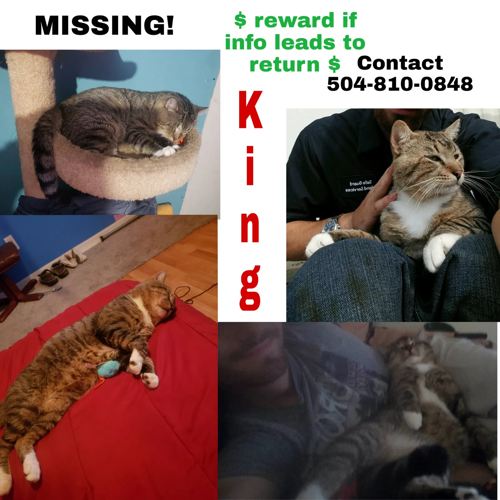 Lost cat in Belleview, FL, 34420
