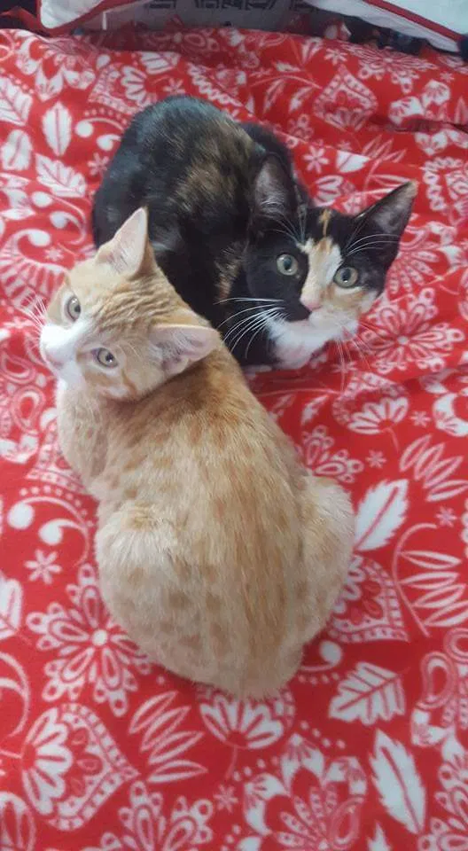 Lost cat in Saint Paul, MN, 55124