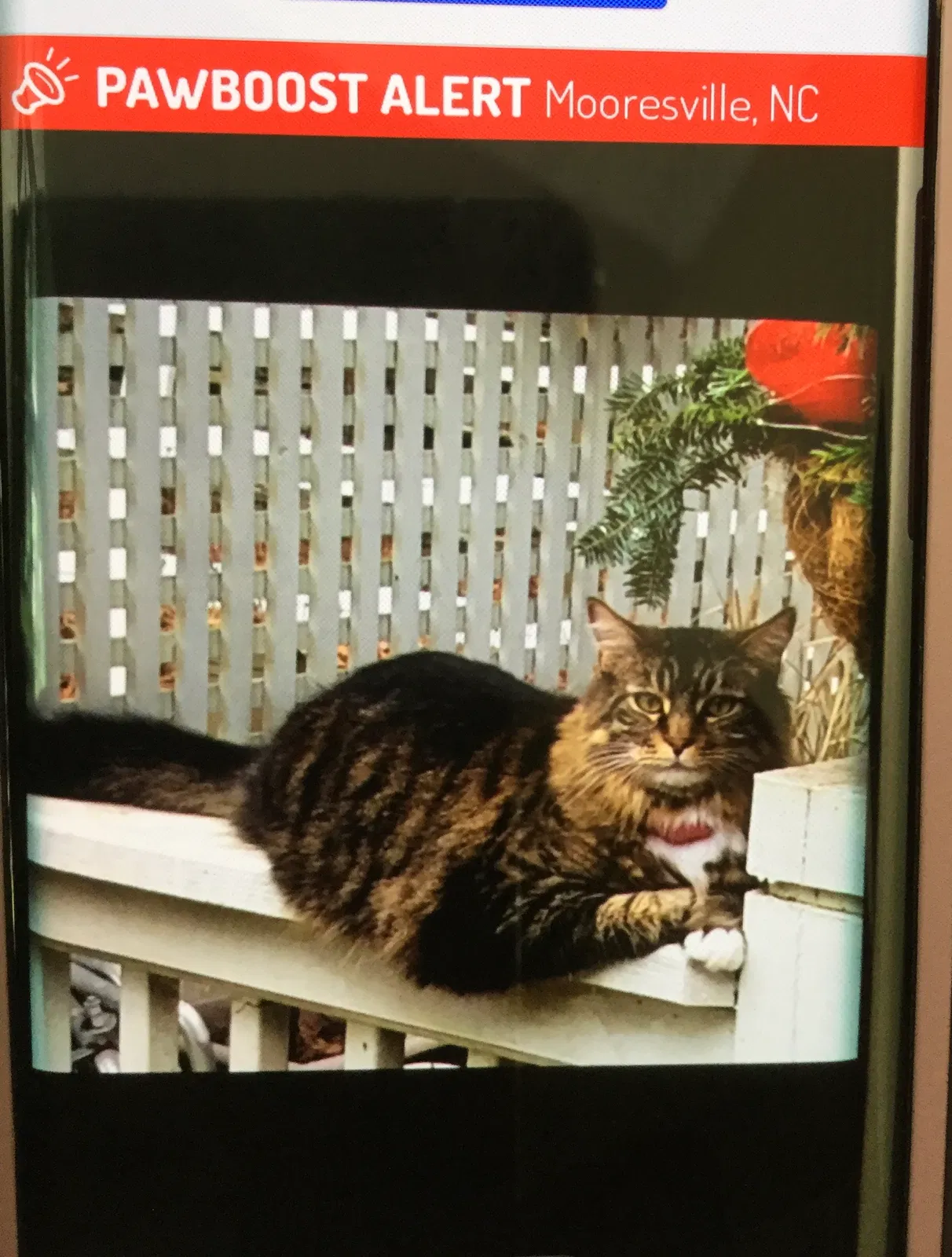 Lost cat in Mooresville, NC, 28117