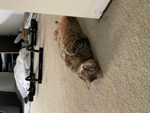 Lost cat in Columbus, OH, 43207