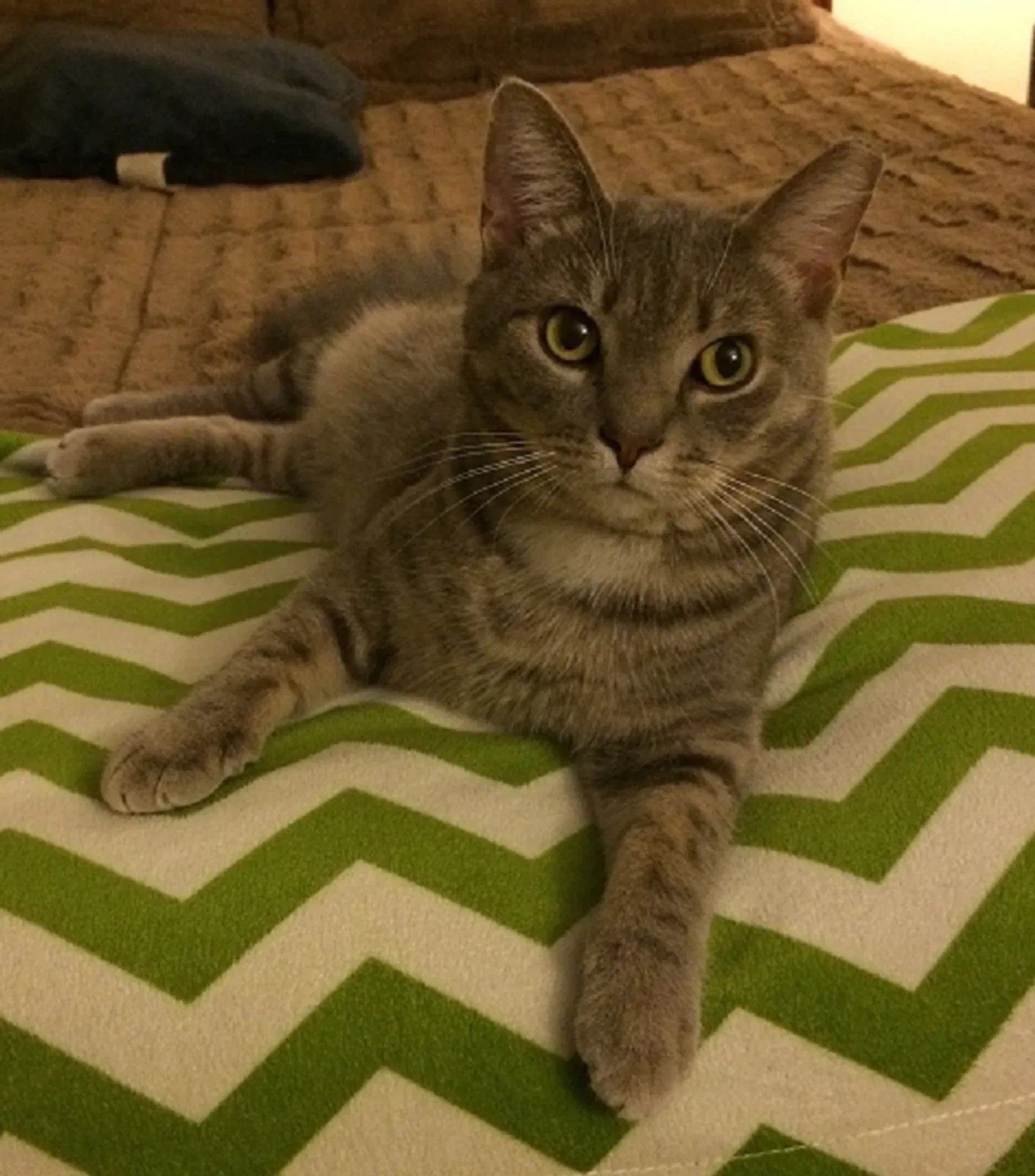 Lost cat in Louisville, KY, 40208