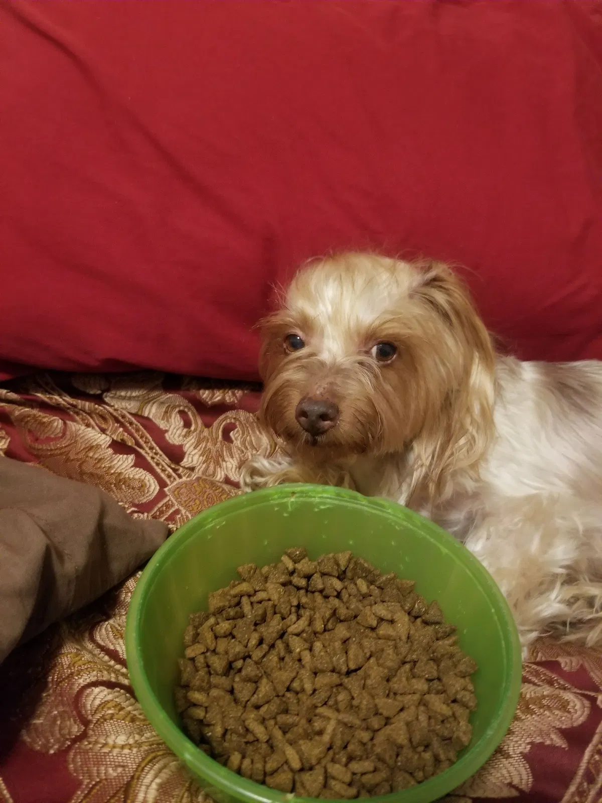 Lost dog in Burleson, TX, 76028