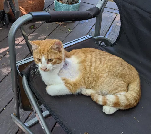 Lost cat in Decatur, GA, 30034