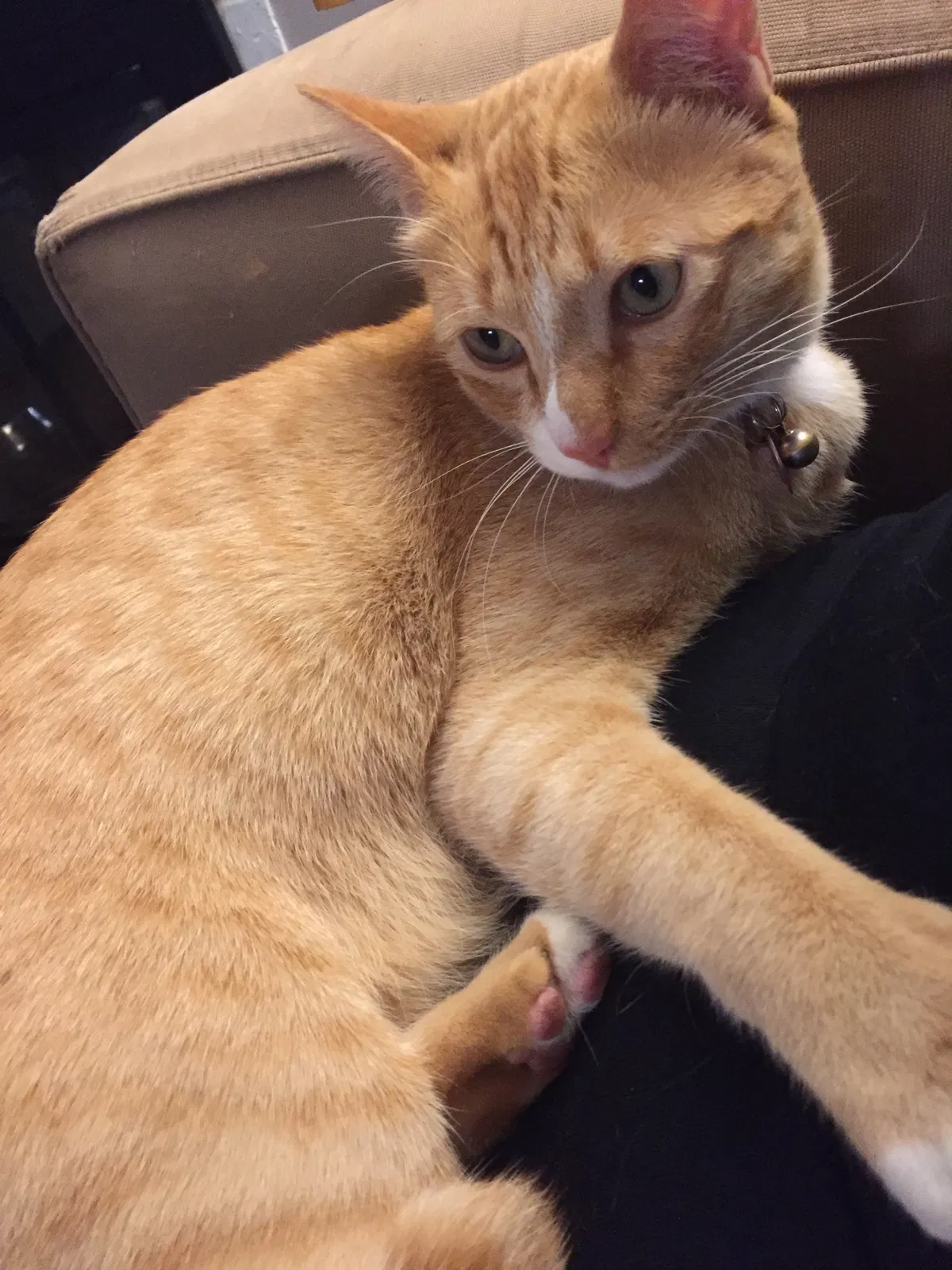 Lost cat in Los Angeles, CA, 90064