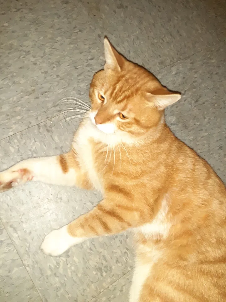 Lost cat in New Lexington, OH, 43764
