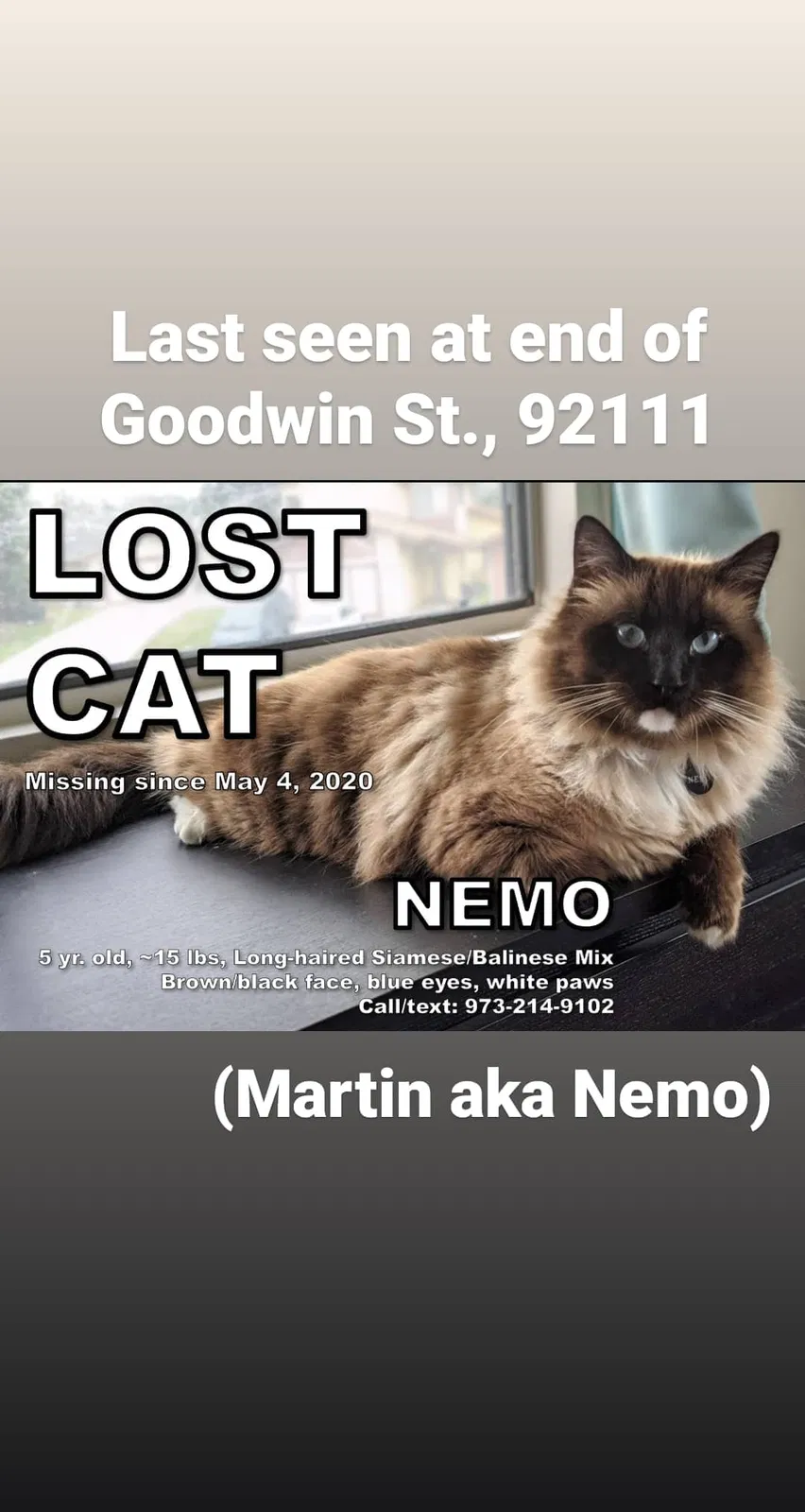 Lost cat in San Diego, CA, 92111