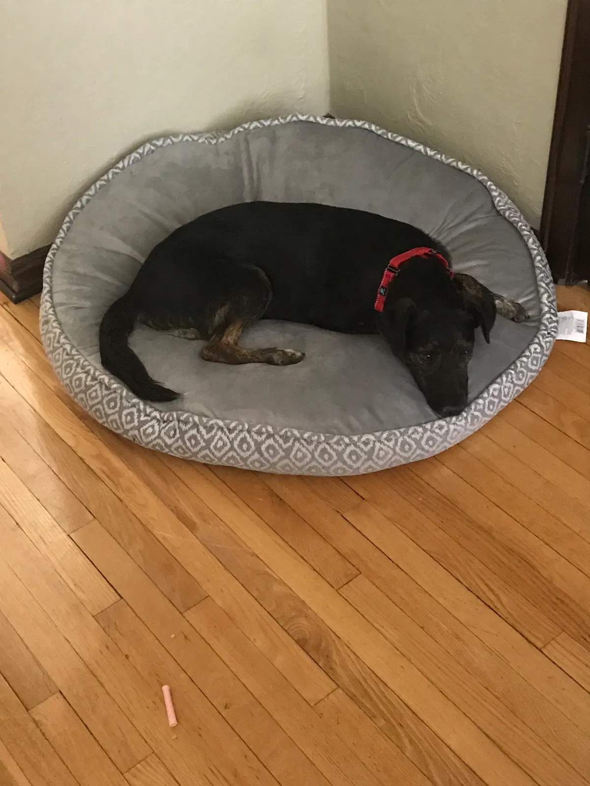 Lost dog in Grand Rapids, MI, 49505