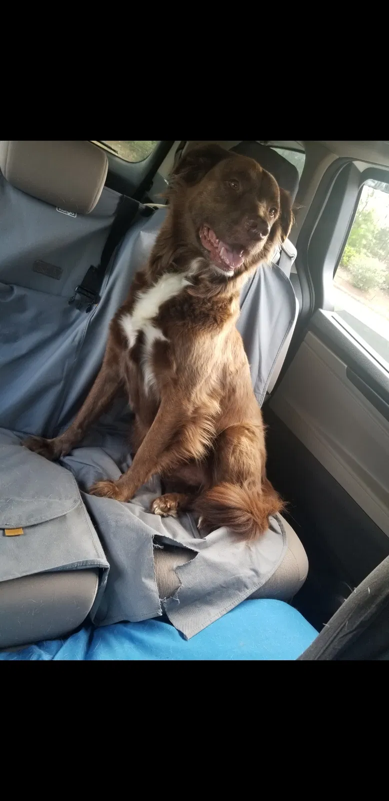 Lost dog in Rock Hill, SC, 29732