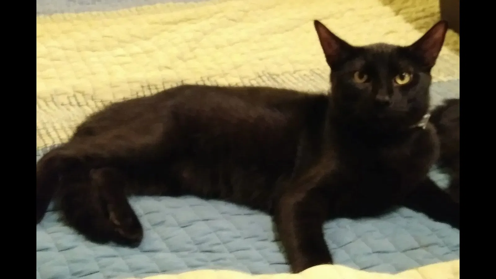 Lost cat in Miami, FL, 33181