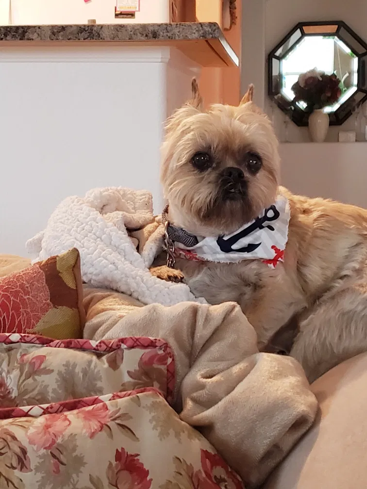 Lost dog in Unknown, CO, 808351