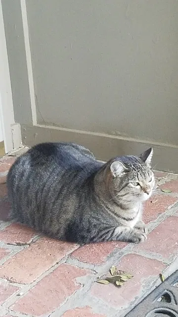 Lost cat in Tulsa, OK, 74145