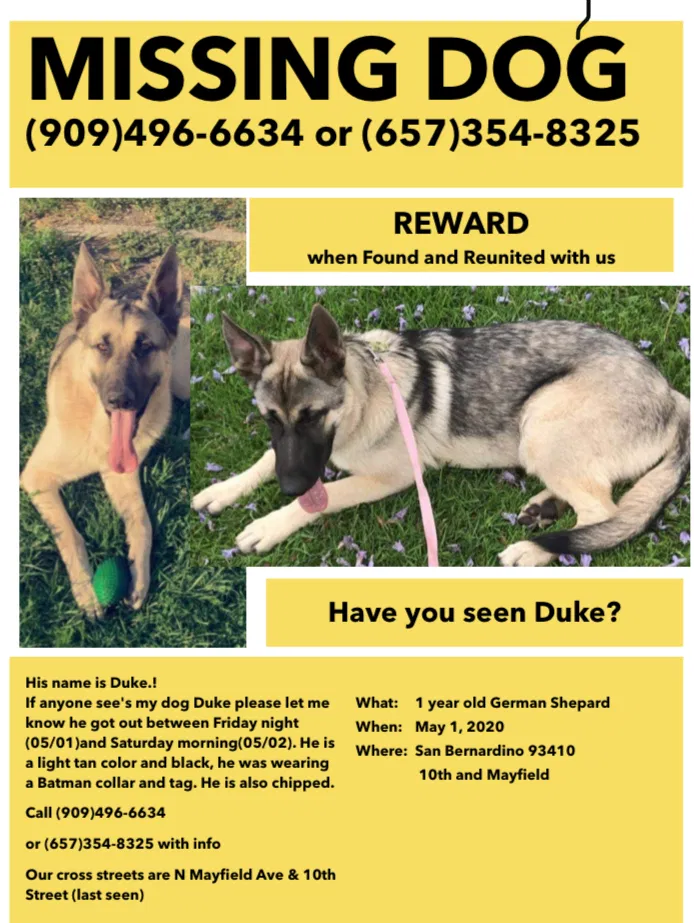 Lost dog in San Bernardino, CA, 92410